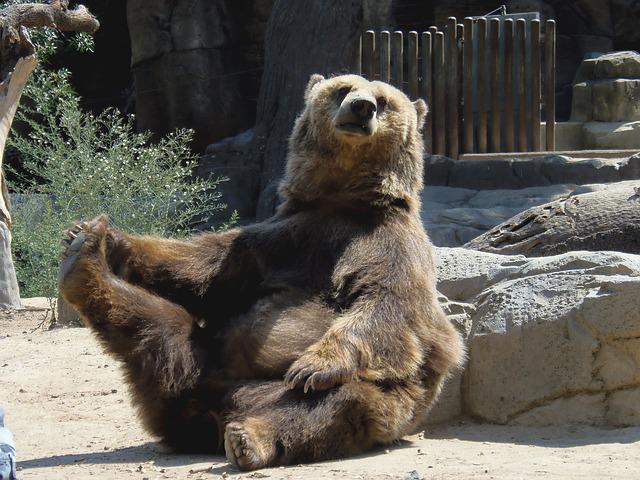 動物園のクマのイメージ画像