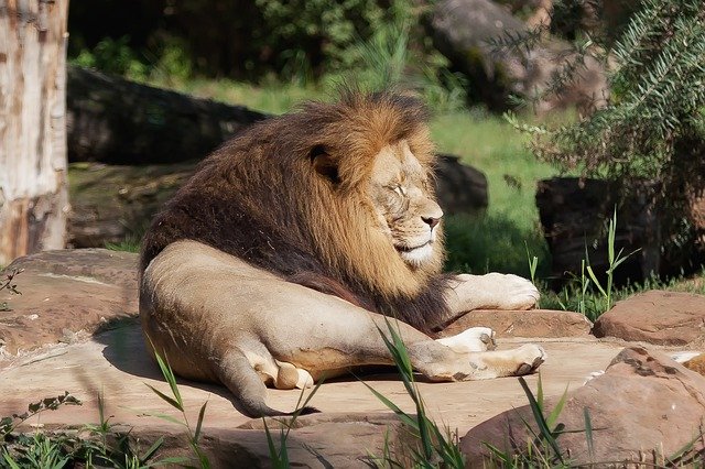 ライオンの画像
